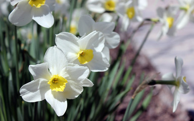 Garden white daffodils