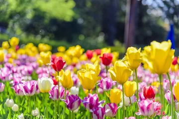 Photo sur Plexiglas Tulipe champ de tulipes