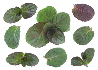 Peppermint mint young leaf collection