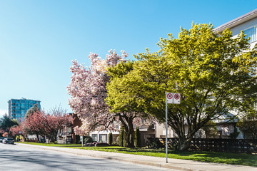 Residential Streets of Vancouver, BC, Canada - 145911263
