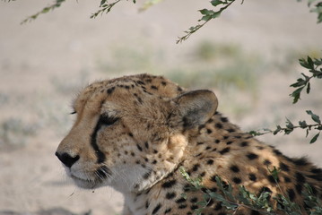 Gepard