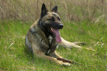 German Shepherd With a Stick at Nature