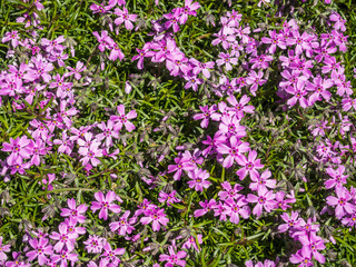 Steinkraut im Steingarten