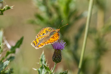 Kleiner Perlmuttfalter