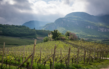 Fototapeta na wymiar green vineyard landscape in spring time. south tyrol, italy