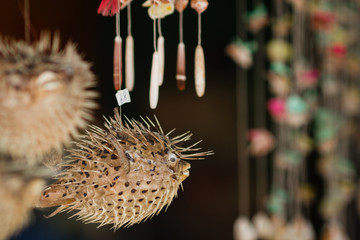 Dried puffer fish in tourist shop.