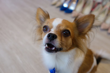 Thailand Dog Looking a Hope - (Selective focus)