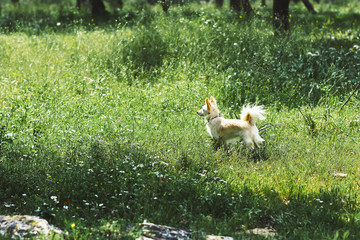 Little dog in the field