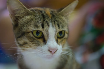 Asia,Thailand Cat  - (Selective focus)
