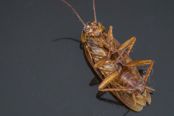 Close up dead cockroach on ground.(Selective focus)