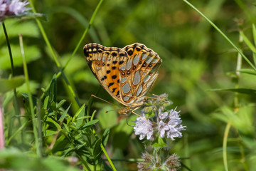 Kleiner Perlmuttfalter