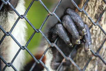 monkey hand on the cage fence