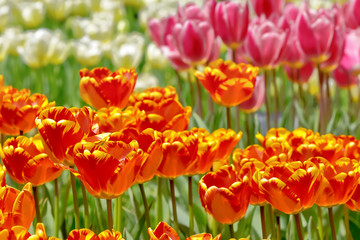 美しいチューリップの花