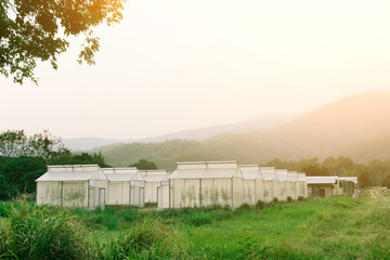 Obraz premium Plant nursery of organic vegetable surrounded