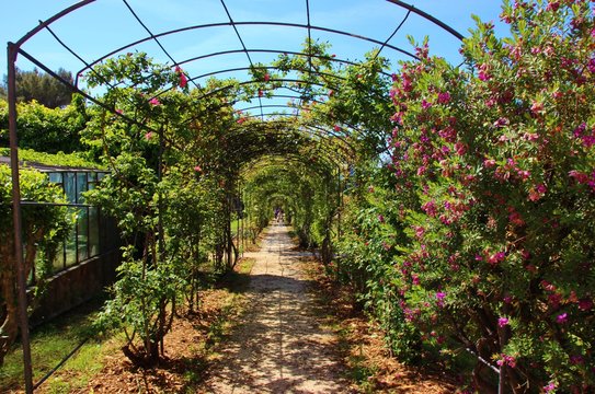 Creeping flowering rosebed to Nervi park, Genoa, Italy