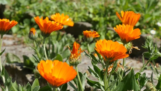 many flowers calendula officinalis in the garden