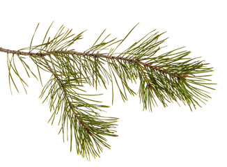 Naklejka na ściany i meble A pine branch with green games. Isolated on white background