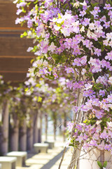 Vine Flowers