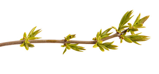 Young shoots of a lilac bush. Isolated on white background