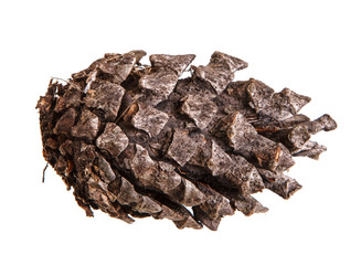 Dry pine cone isolated on white background