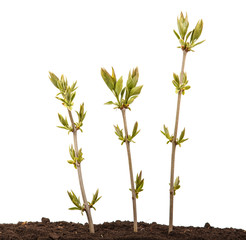 Young shoots of a lilac bush In soil. Isolated on white background