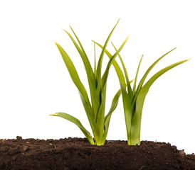 Fototapeta premium A young bush of the daylily in the soil. Over white background