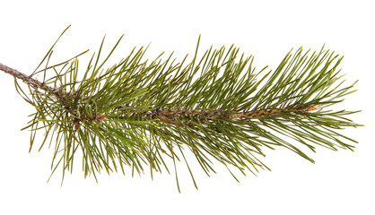 A pine branch with green games. Isolated on white background