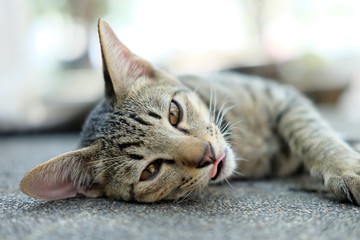 cute cat lie down on the floor