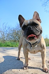 französische bulldogge portrait