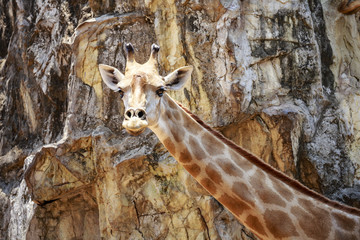 close up giraffe face and neck