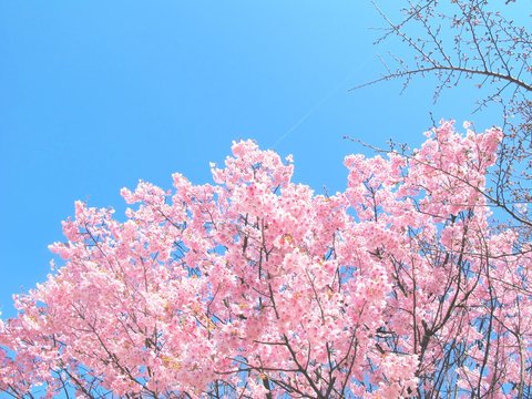 Full bloom pink cherry blossom or Sakura branches and blue sky background