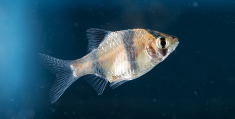 Aquarium fish, Barbus tetrazona