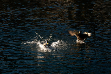 Wild ducks landing in St. Moritz, Switzerland
