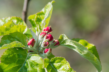 Apfelblüten