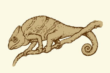 Chameleon. Vector drawing