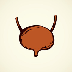 Bladder. Vector drawing