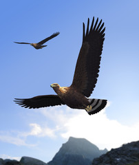 Golden Eagle Soaring