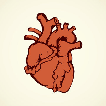 Heart. Vector drawing
