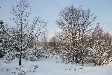 Fototapeta na wymiar Winter Landscape