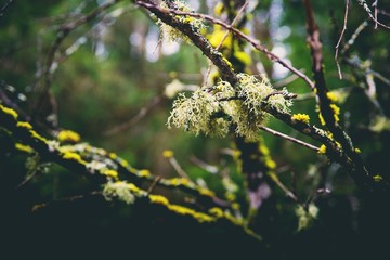 Slovakia nature