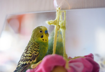 Budgerigar close up on mirror. Budgie