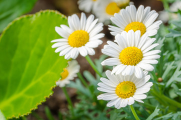 Close up of Daisies in a House Garden.