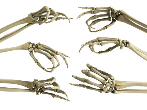hand skeleton shows fingers 3d render on white