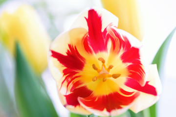 tulip. Beautiful bouquet of tulips. colorful tulips. tulips in s