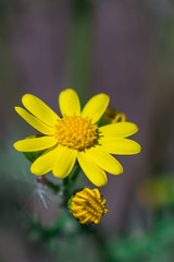 Wild spring yellow flower plant - Cressleaf - Packera Glabella
