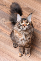 Naklejka na ściany i meble Fluffy tortoiseshell kitty sitting on a floor. Portrait of domestic Maine Coon kitten, top view point. Playful beautiful young cat looking upwards.