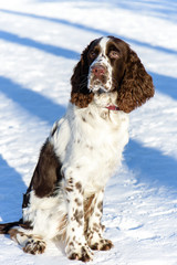 Young springer spaniel in winter forest