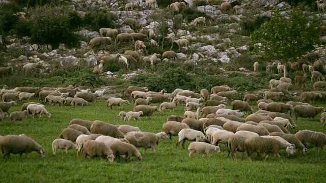 Sheep herd grazing in the meadow in the evening