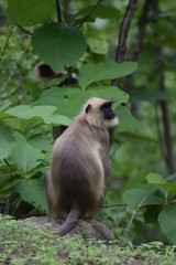 langur giving pose india