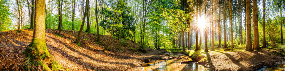 Idyllischer Wald mit Bach und Sonne